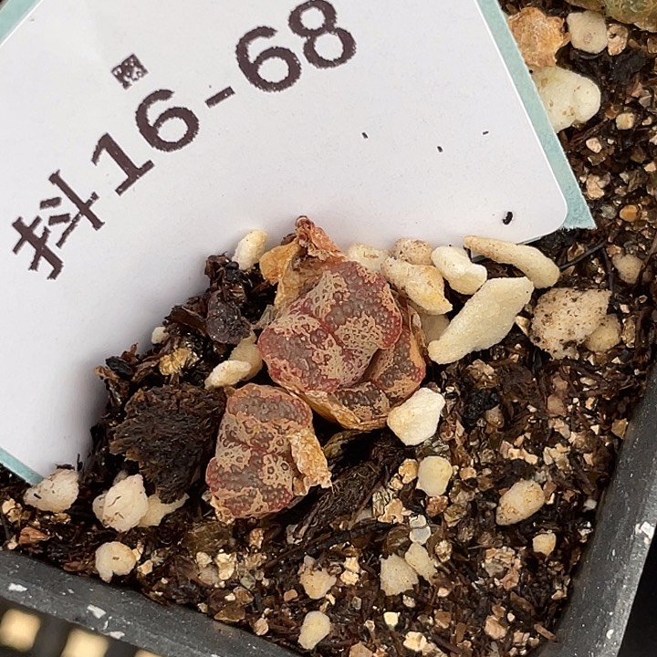 16-68超碟多肉植物