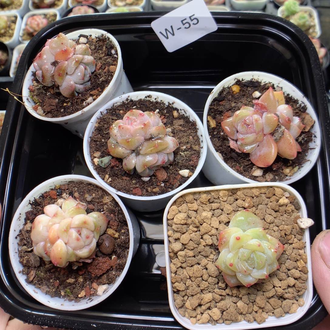 W55y y y y y y y y y