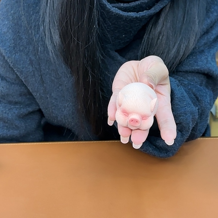 猪猪猪猪，好看的茶宠