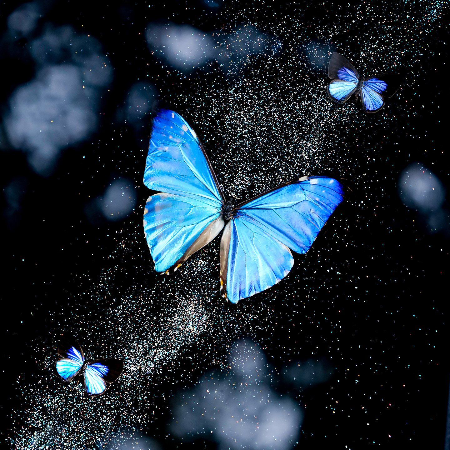 西风闪蝶真蝴蝶标本摆件装饰画小众网红手工礼物送朋友生日开学礼