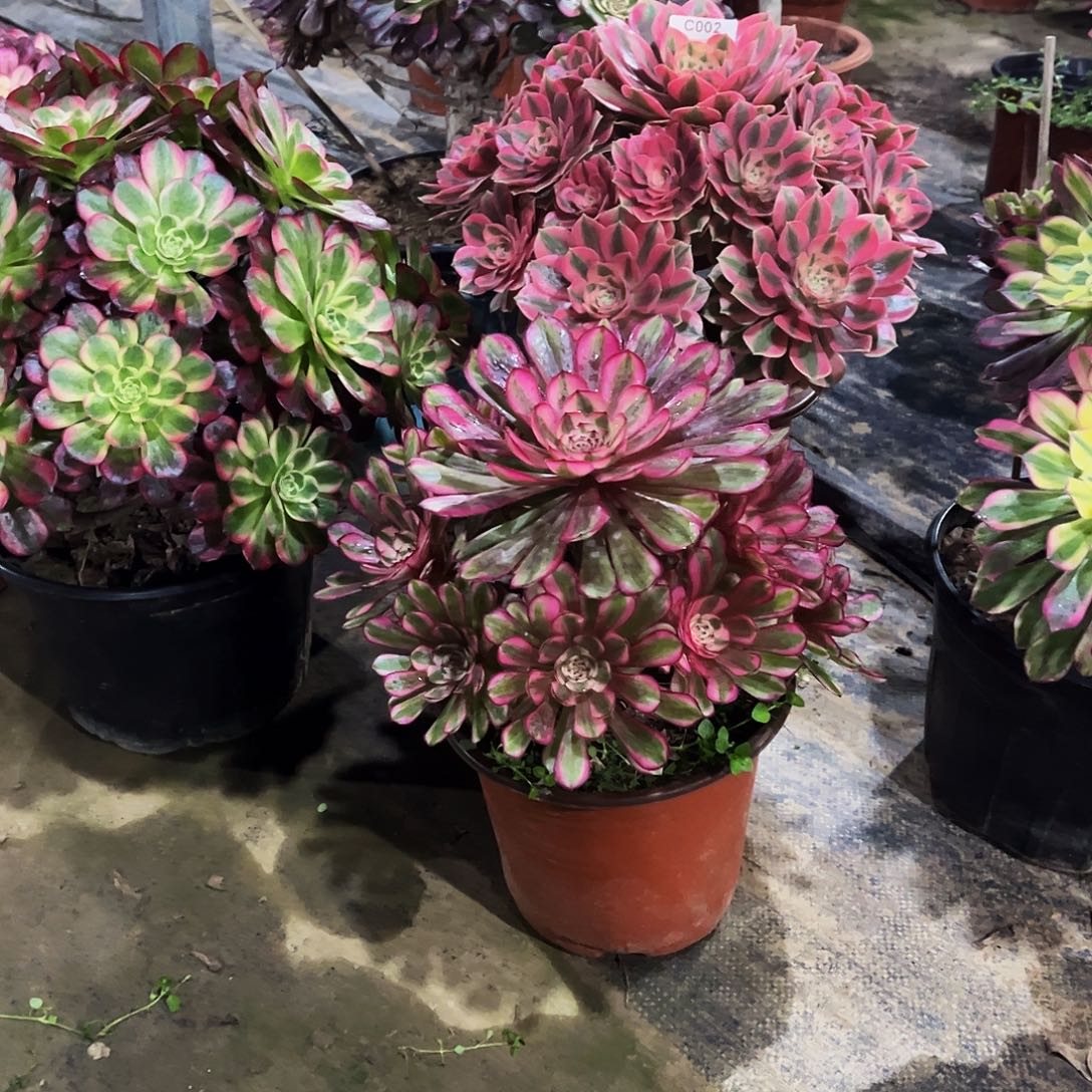 江****完全开放多肉植物002003六棵法师