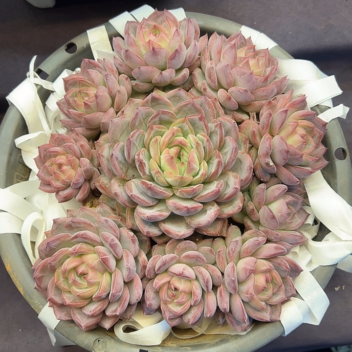 红鸾老桩手捧dipeouzjowiq