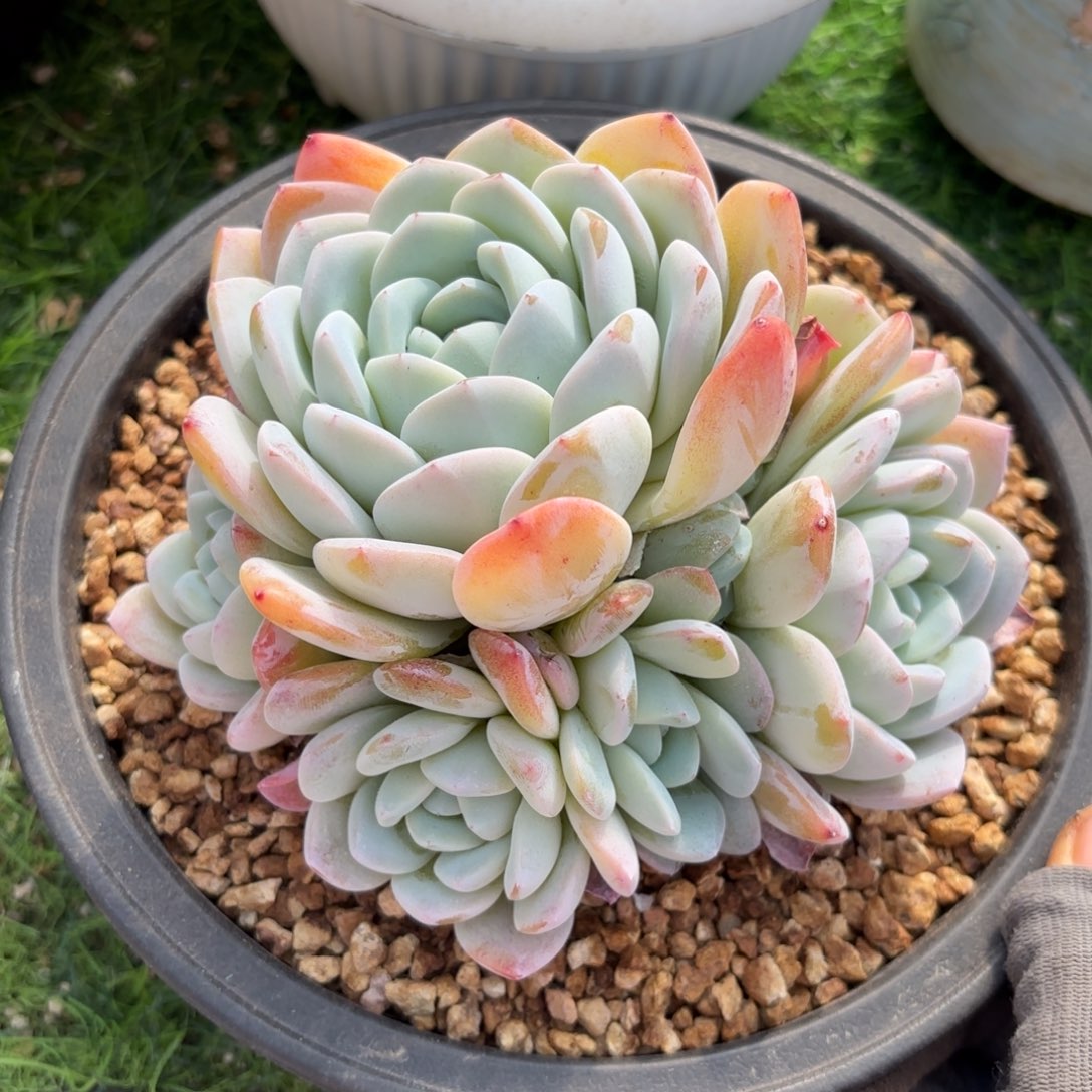玉芙蓉888888888多肉