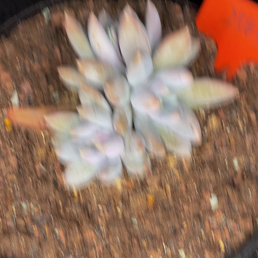 2545号晚上多肉植物群生多肉