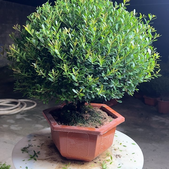 完全开放会***?赤楠