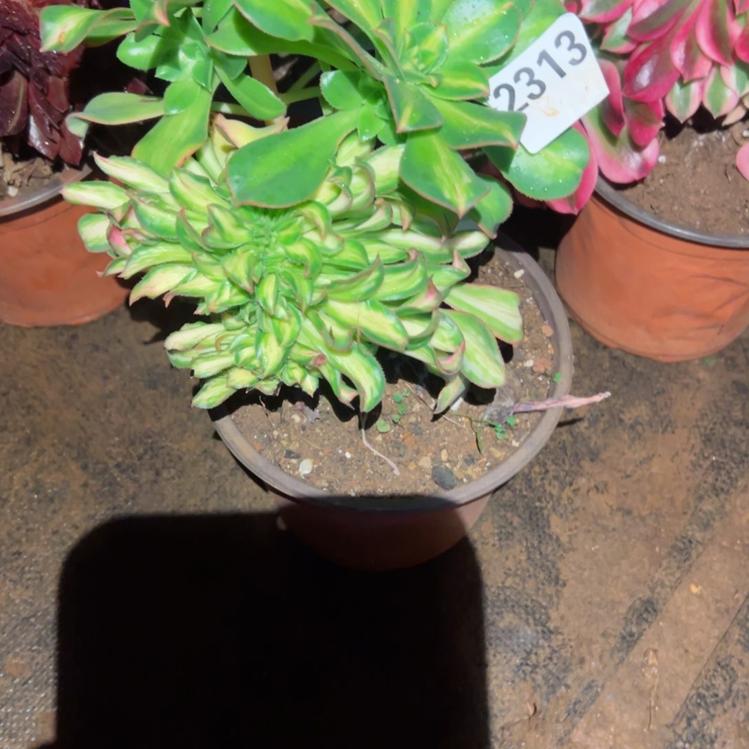 2313 号多肉植物法师新年福利