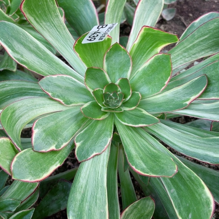 439紫嫣多肉12345678