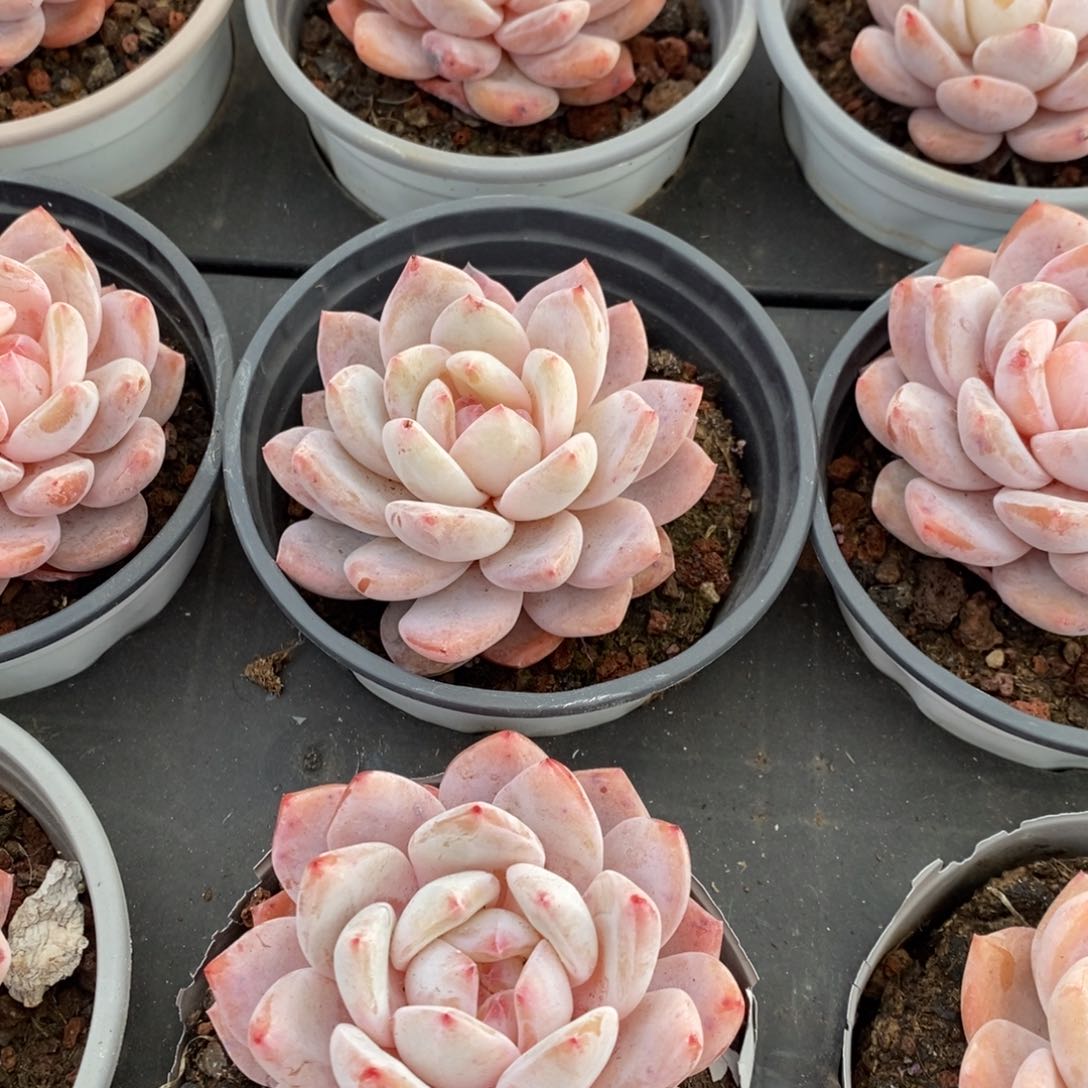 83。雪天使。单头。