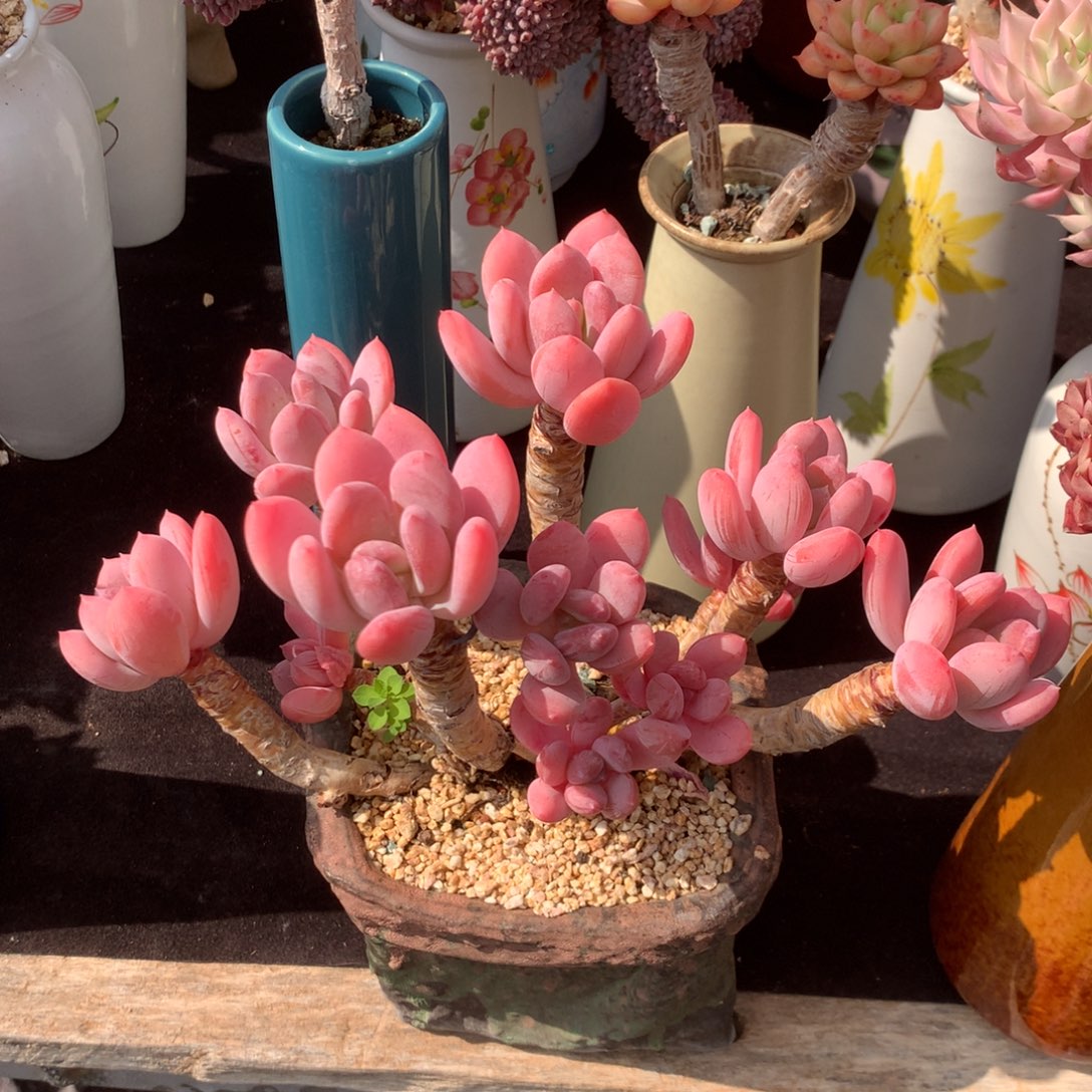 红陶发展和发展新伙伴