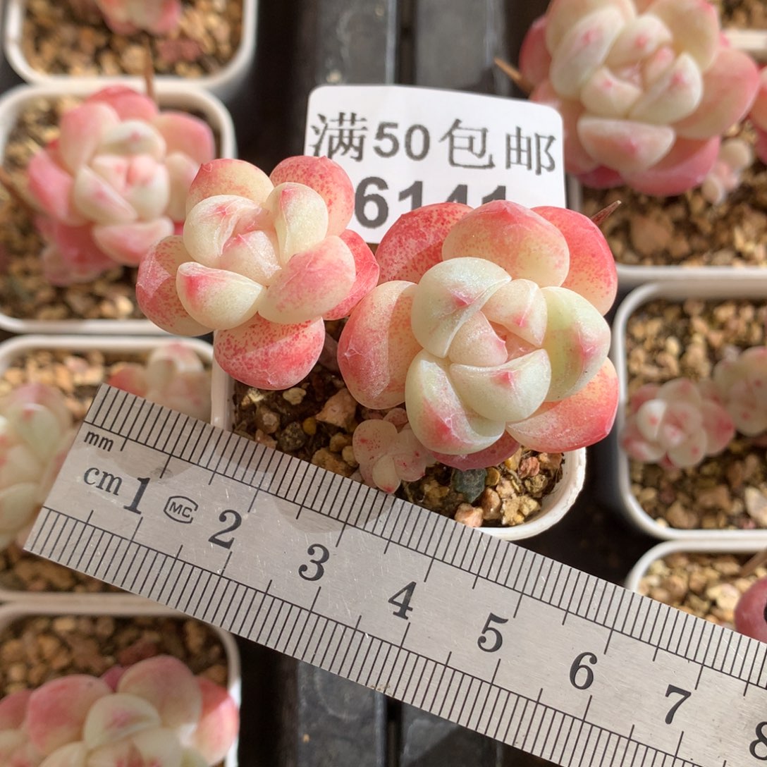 6141小树冰玉冠服5