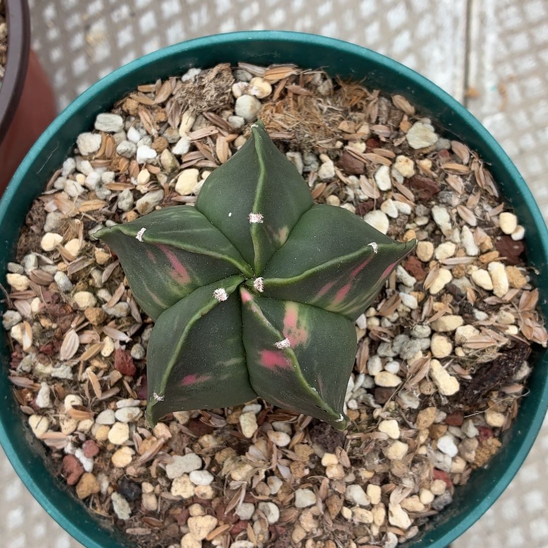 小***小无花朵鸾凤玉锦！！！！！