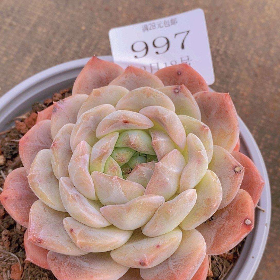 【闪购商品】云997