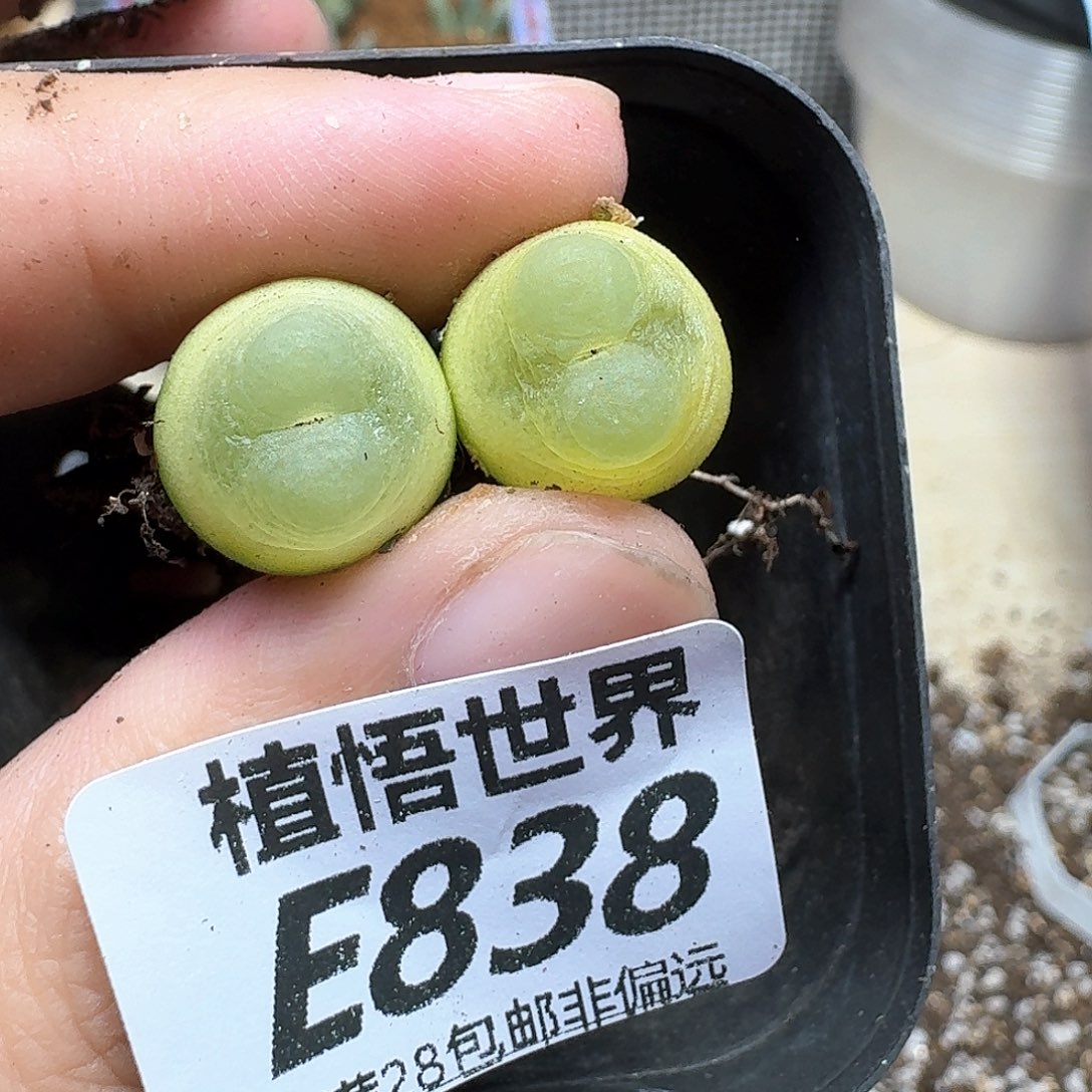 多肉植物的润泽吃b