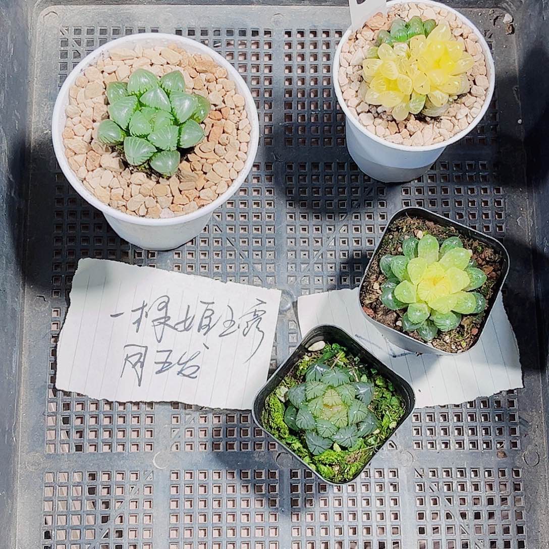 一颗肉肉就是精品