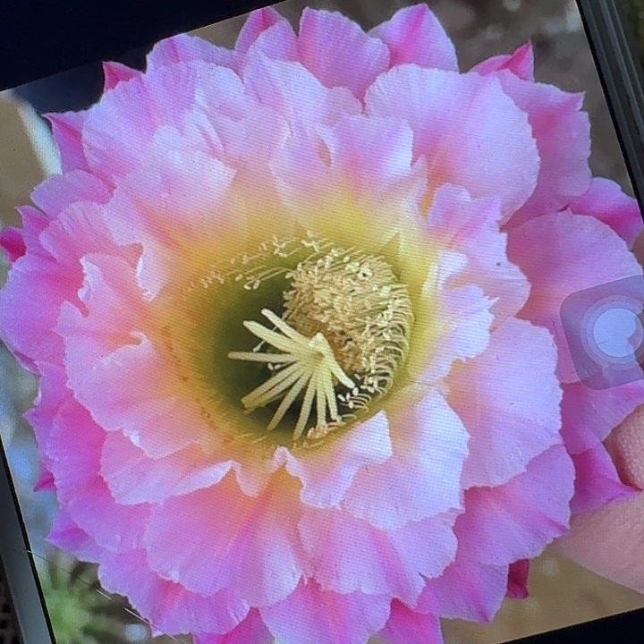 河岸侧芽5公分左右毛花柱（20包邮