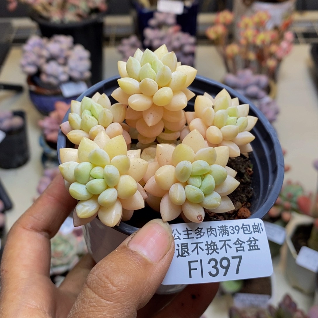 397泡泡糖多肉不包整