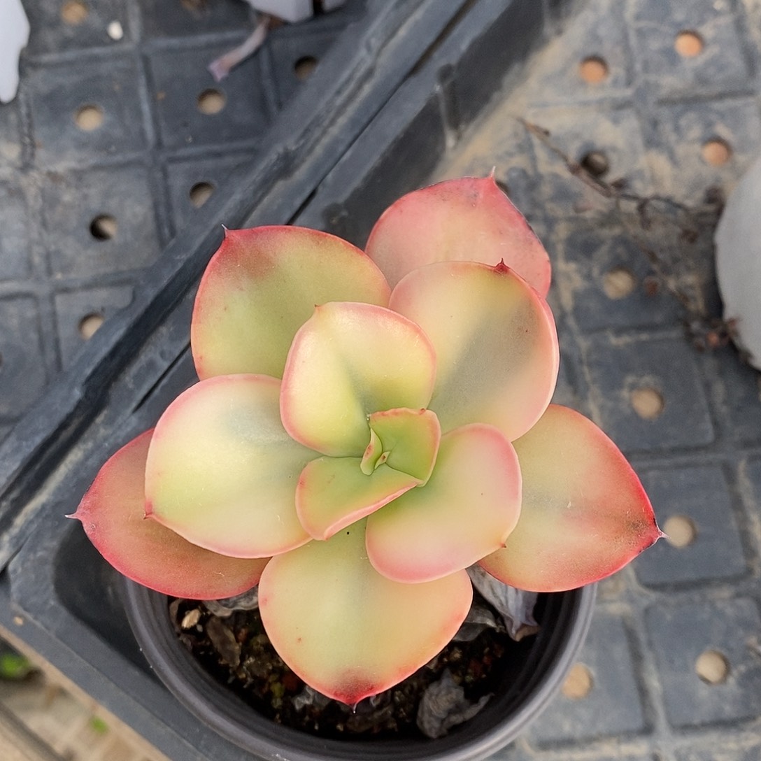 秀妍锦多肉植物老桩