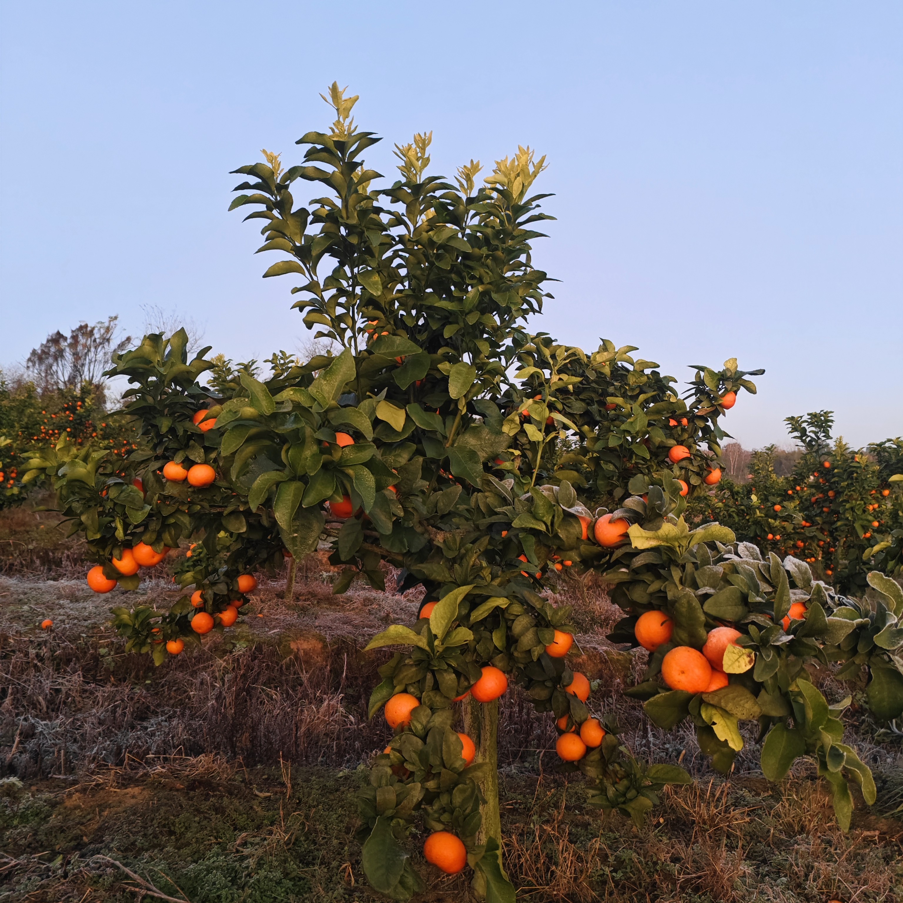 脐橙 5 斤 送一棵脐橙树 呈一季果实繁衍