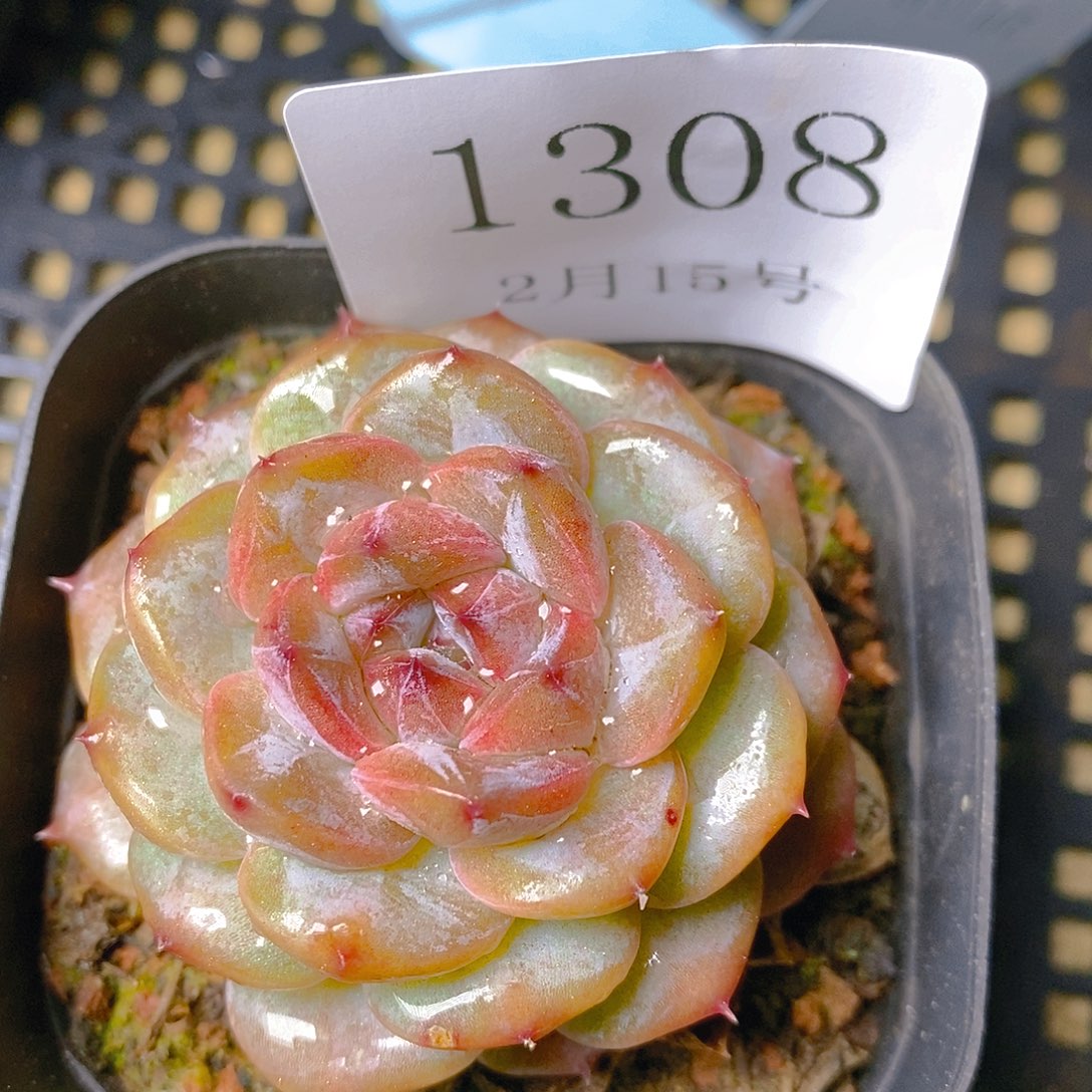 【闪购商品】云1308