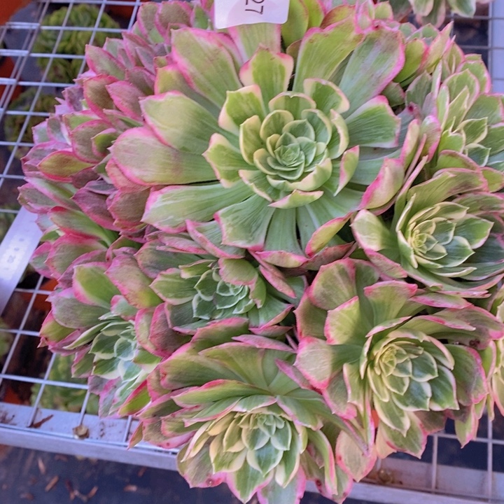 闪购法师1棵万花筒0027