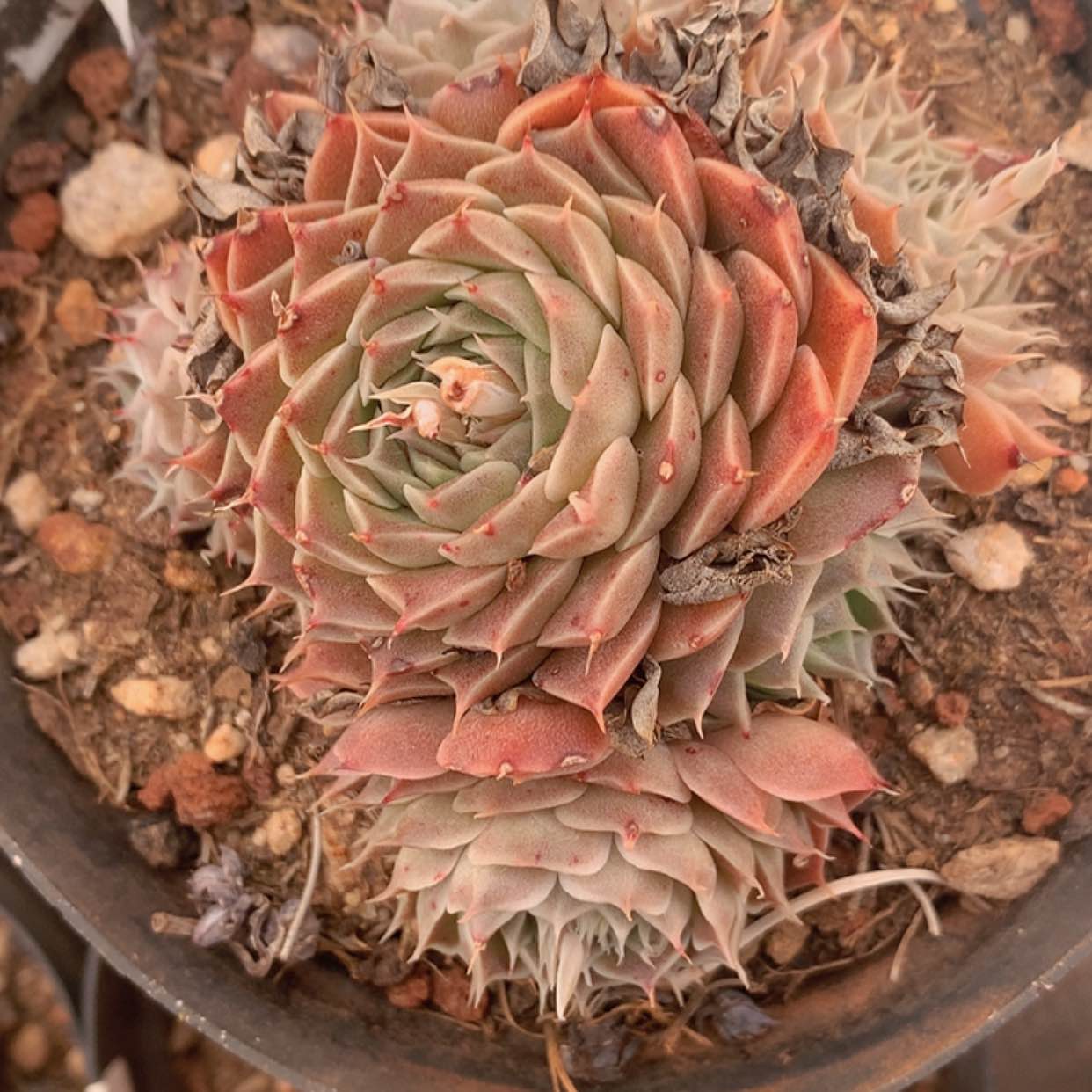 【闪购商品】云457盘丝洞手捧