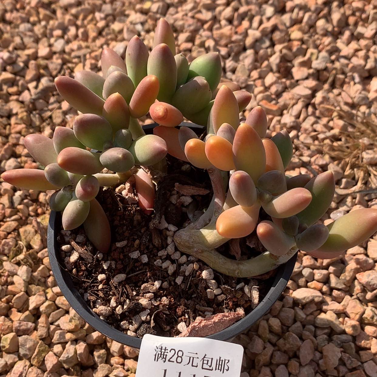 【闪购商品】有*云1117号