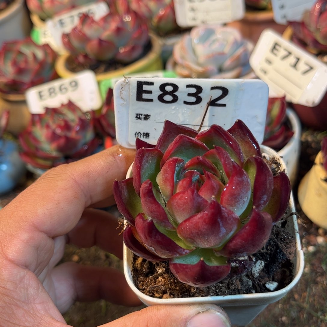 惊鸿一瞥832号多肉