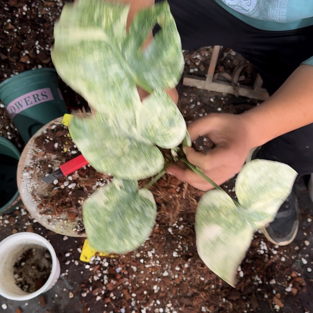 爱***曼无花朵白遗迹底座多叶多芽p3