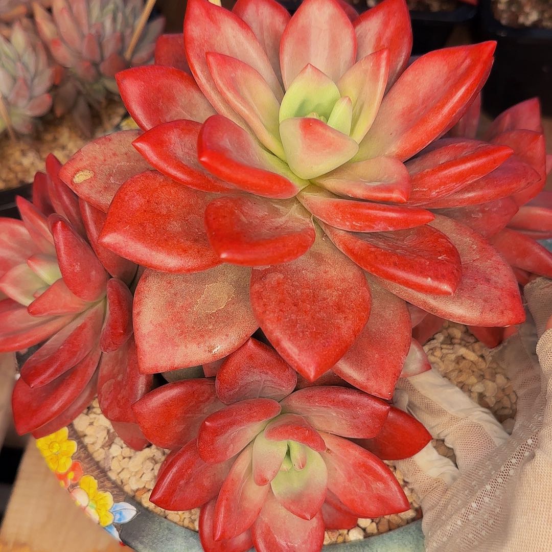 两***界来咯来咯啦啦啦健健康康