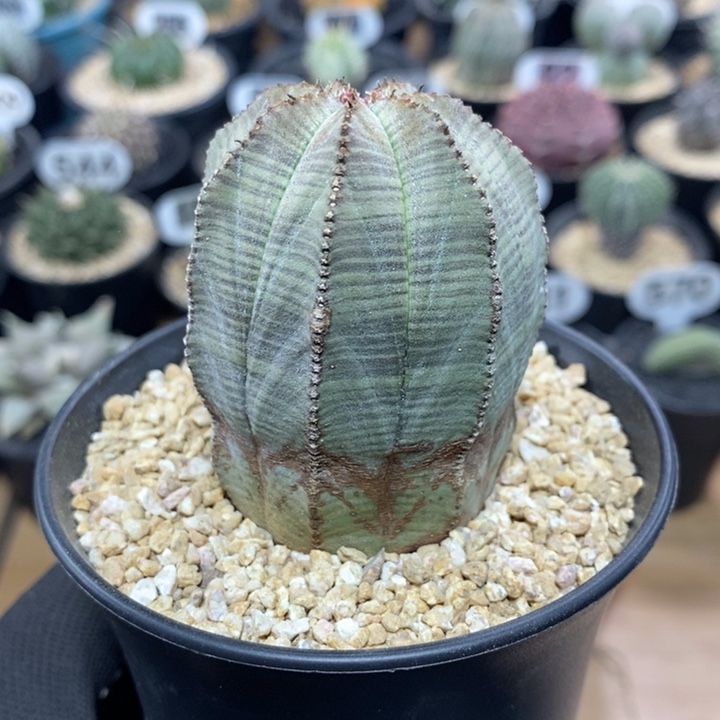 欧系布纹球306号4.8cm