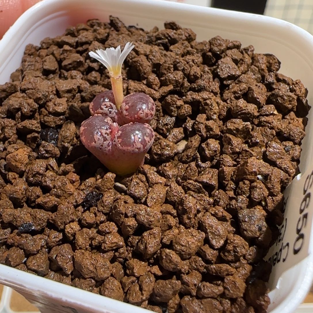 用***5肉锥多肉植物组合-1188