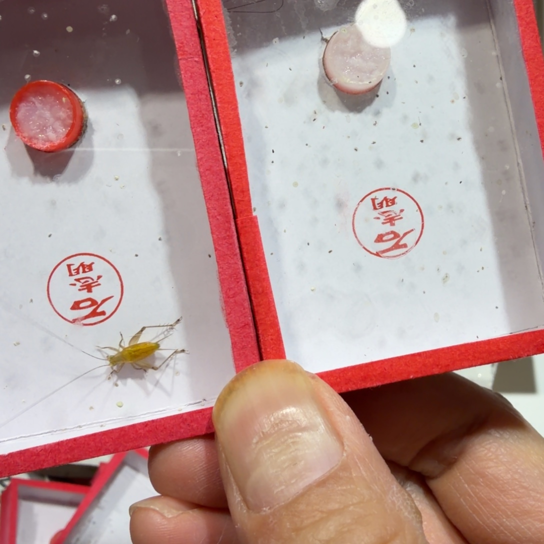 贵***持蟋蟀石老师冬黄蛉