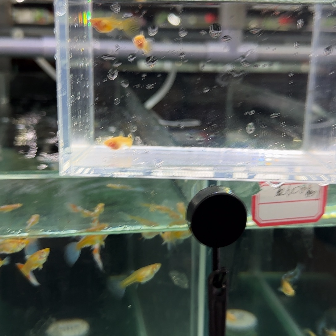 孔雀鱼皇家落日白子母鱼三条