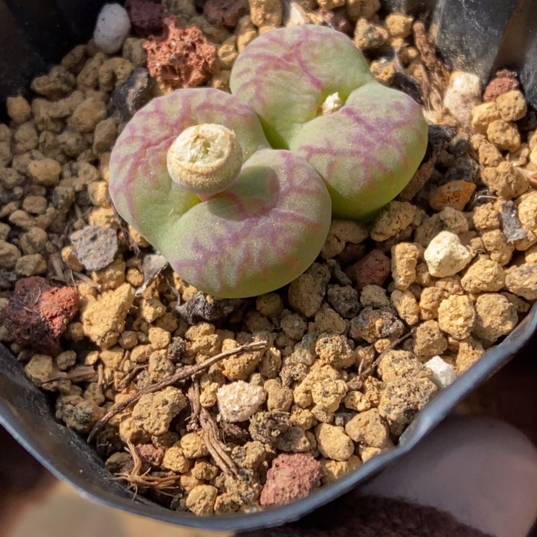 多肉植物肉锥杂交K-133