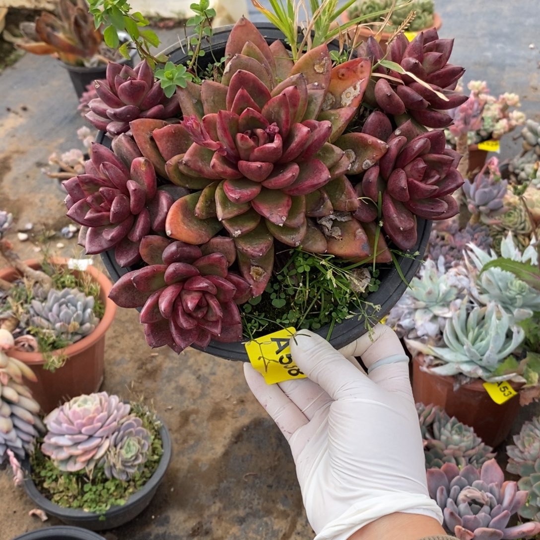 R***雨538丰沛玫瑰一物一拍