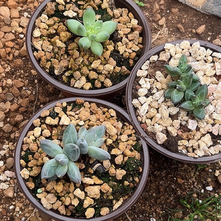 清****3盆美人特价一物一拍