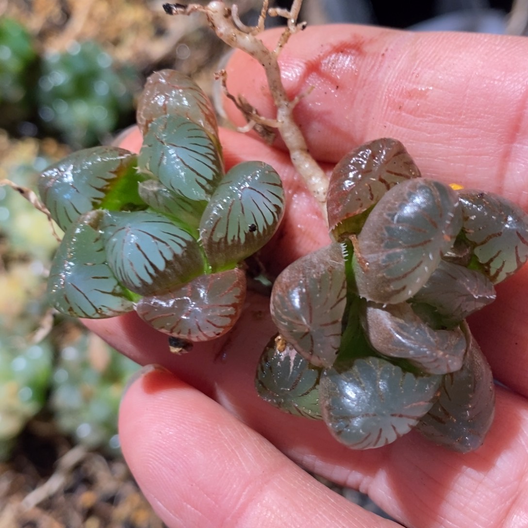 ღ****1391 一颗福利。    