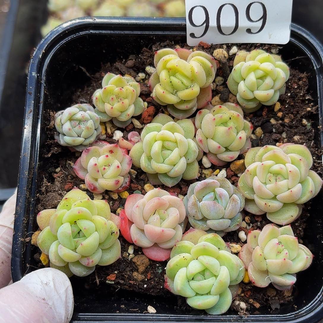 多肉植物多肉植物909