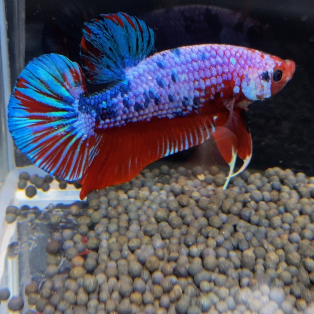 热带鱼公476巨斗