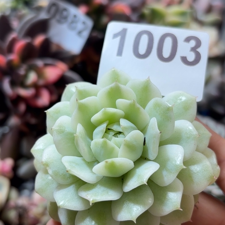 静夜根多肉植物满18包邮当场凑单