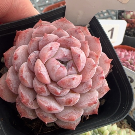 196恩宠一物一拍多肉