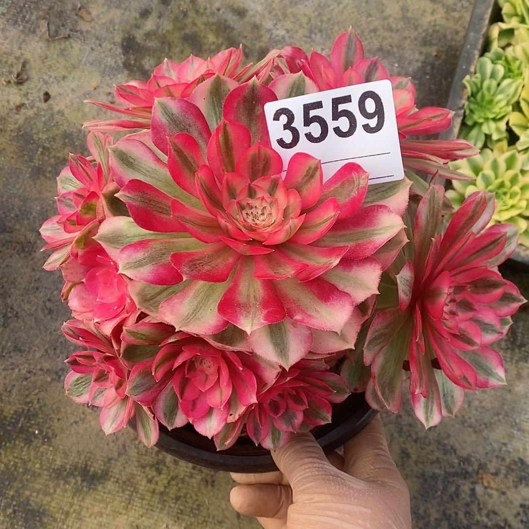 红陶3559倾城冠18.9