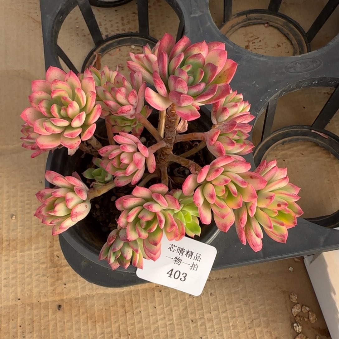 闪购精品多肉403号