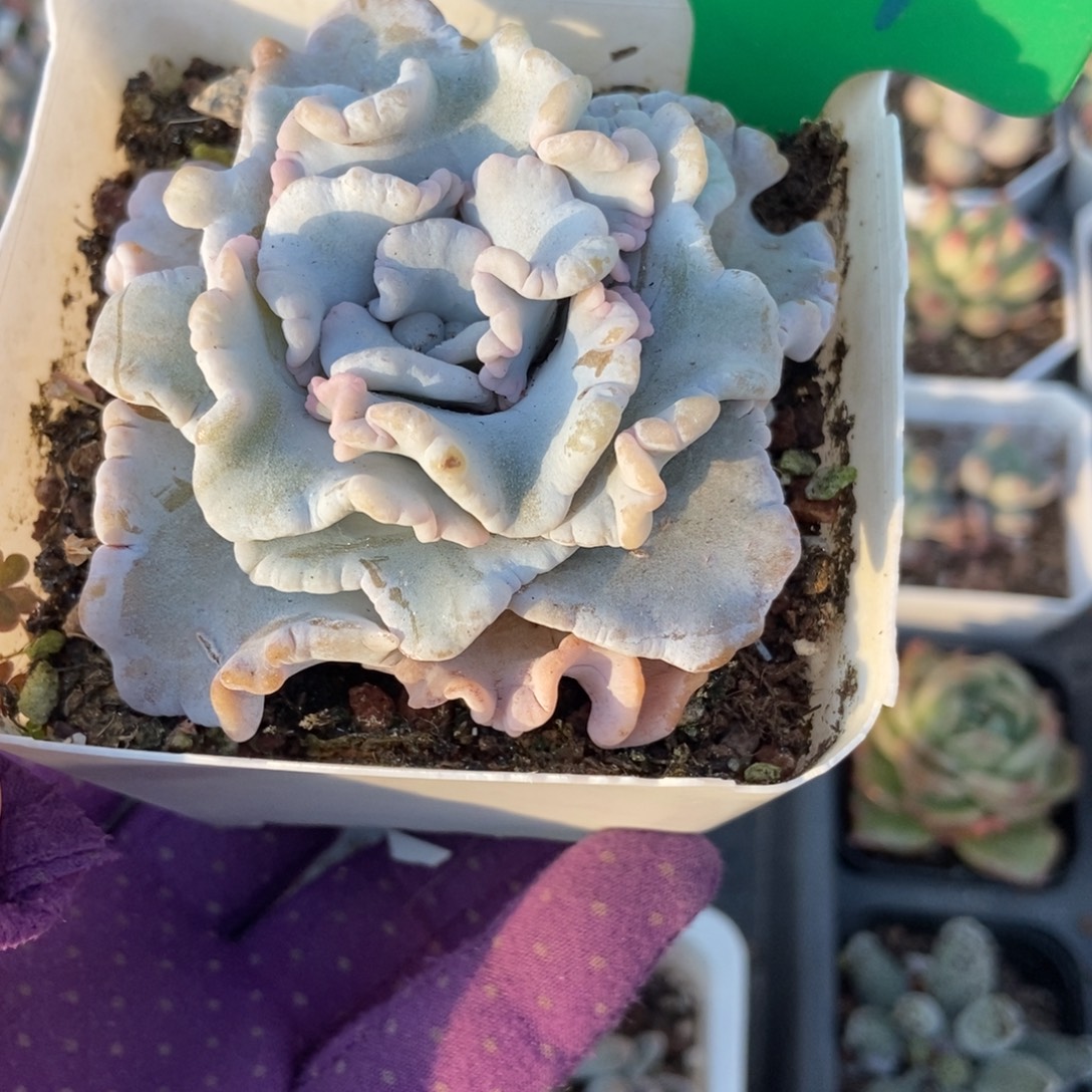 624饺子皮多肉植物