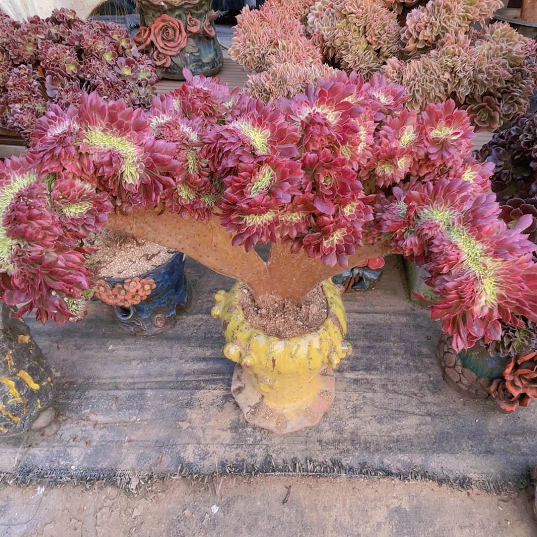 【闪购商品】无花朵红彤超白