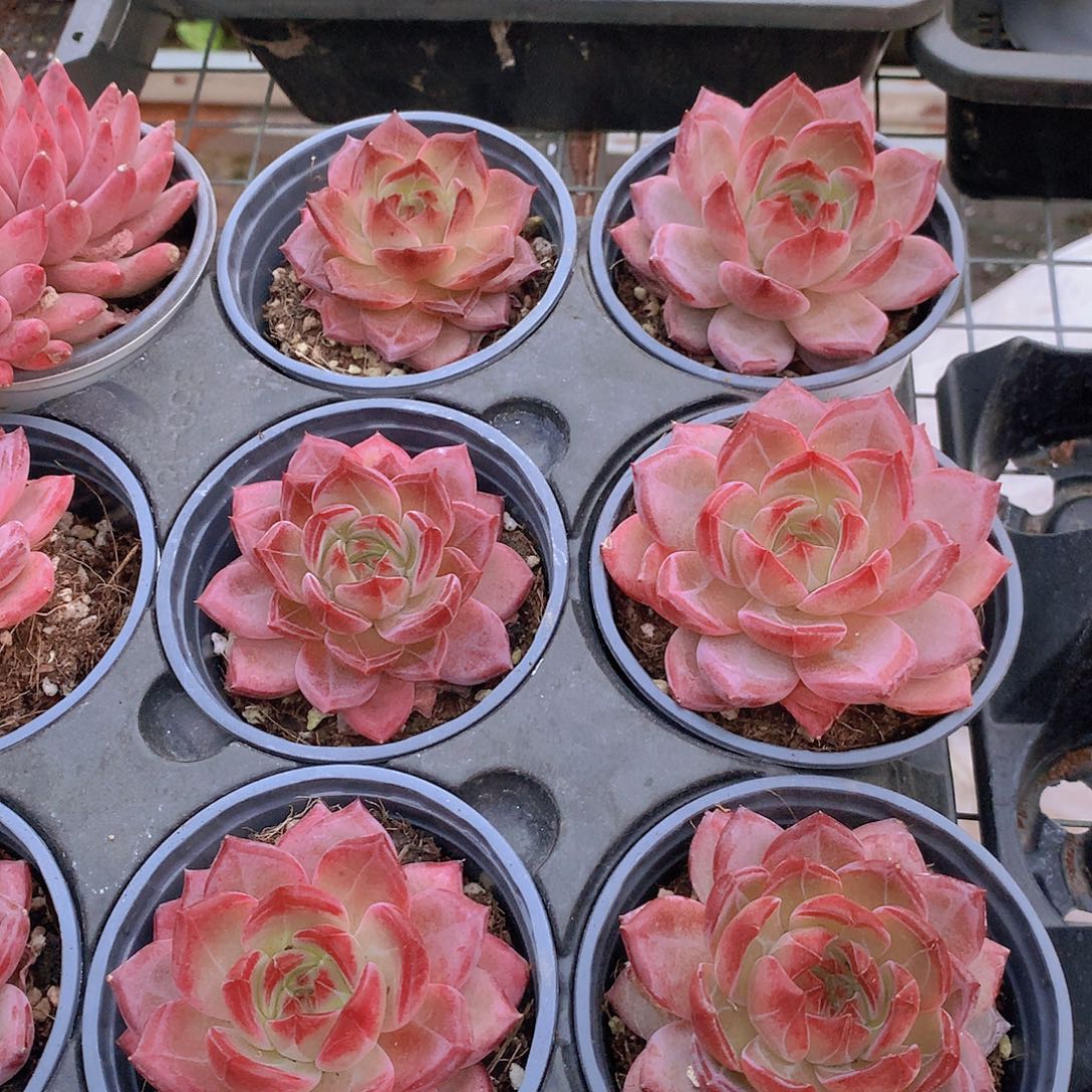 夜魔侠35667889990000