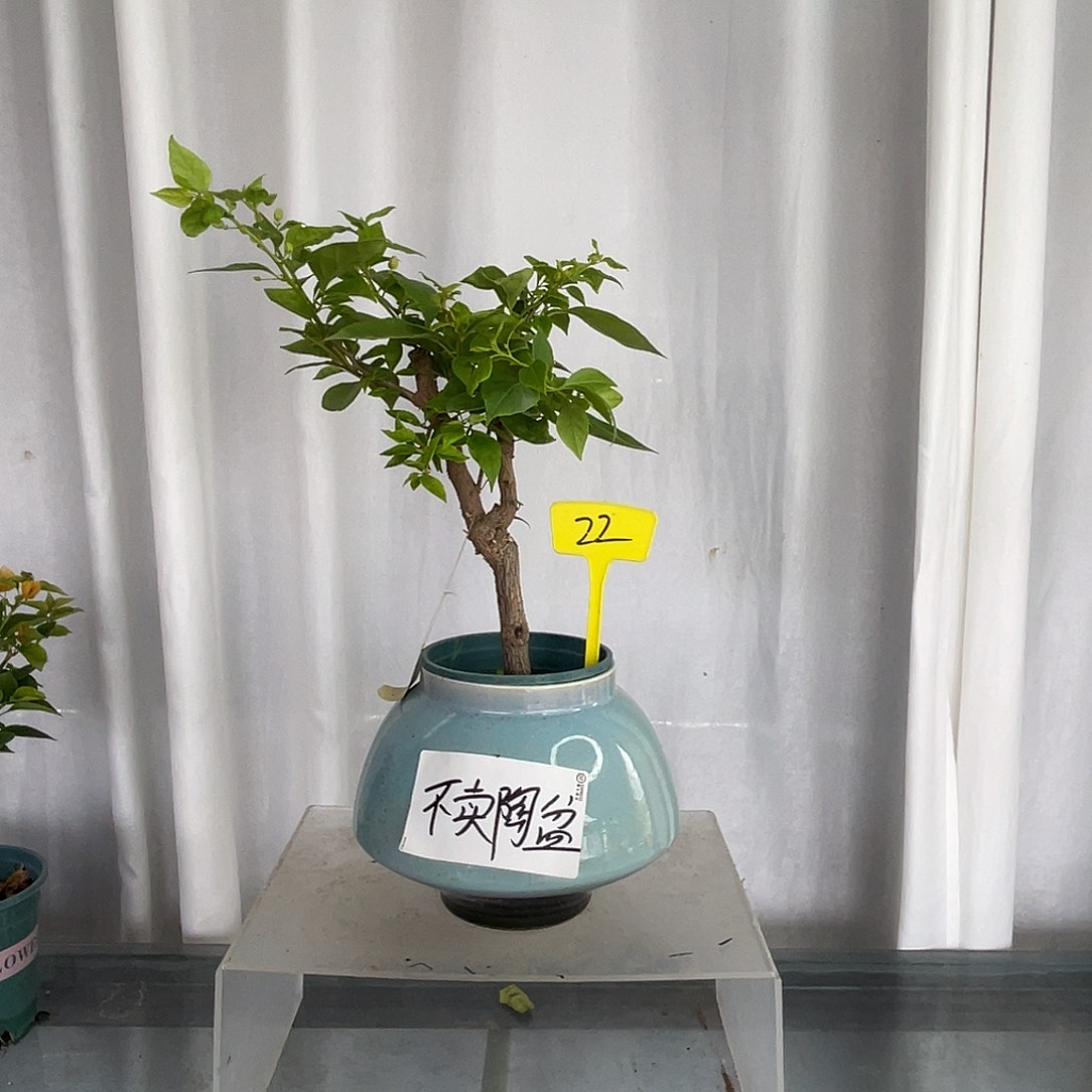 当前无花栽培后可以开花22章红樱桩，粗2公分