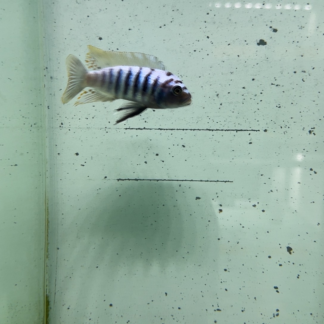 海水1166大骷髅。         