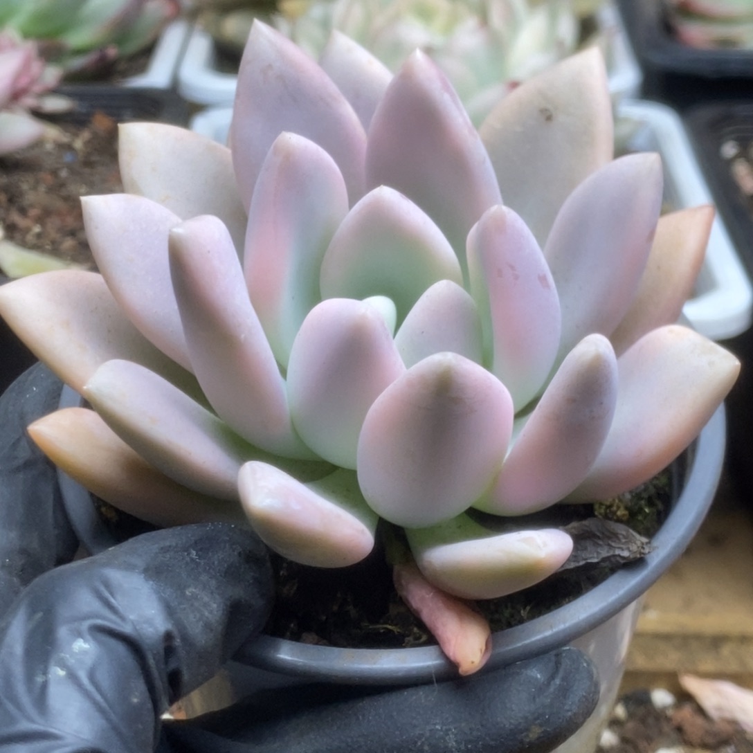 204奥普锦锦锦锦