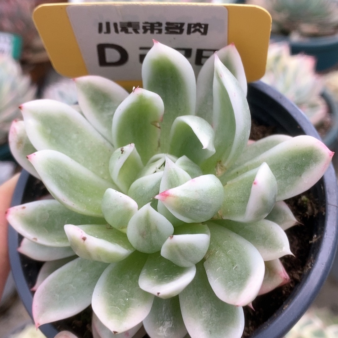 228东云杂锦锦锦锦锦